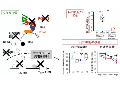 画像: 画像はリリースより