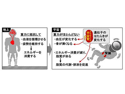 画像: 重力の増減で血圧と骨の厚さが変化する仕組みは？