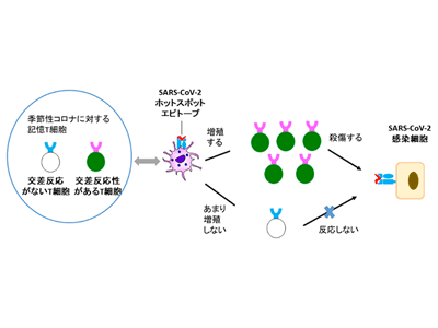 画像: 画像はリリースより
