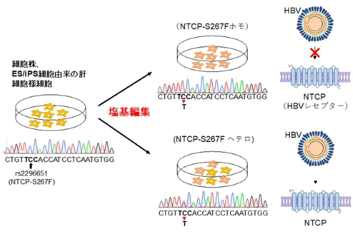 画像: 画像はリリースより