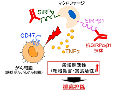 画像: 画像はリリースより