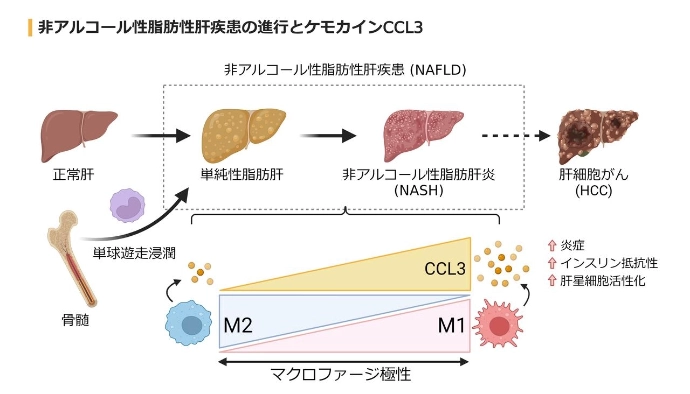 画像: 画像はリリースより