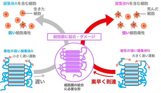 画像: 画像はリリースより