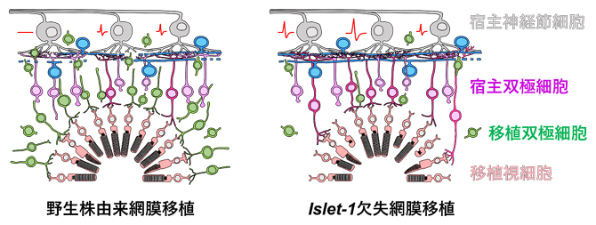 画像: 画像はリリースより