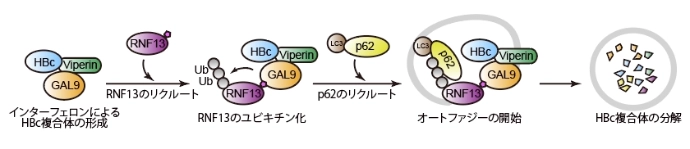 画像: 画像はリリースより