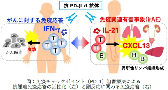 画像: 画像はリリースより
