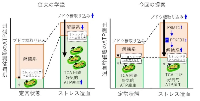 画像: 画像はリリースより