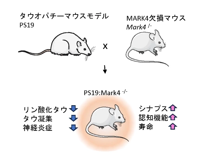 画像: 画像はリリースより