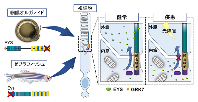 画像: 画像はリリースより