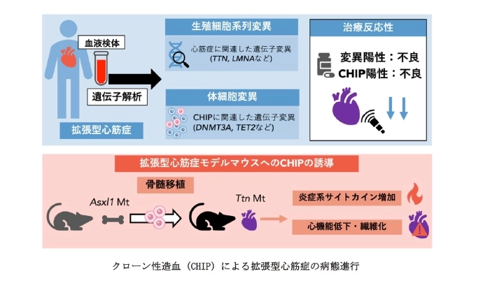 画像: 画像はリリースより