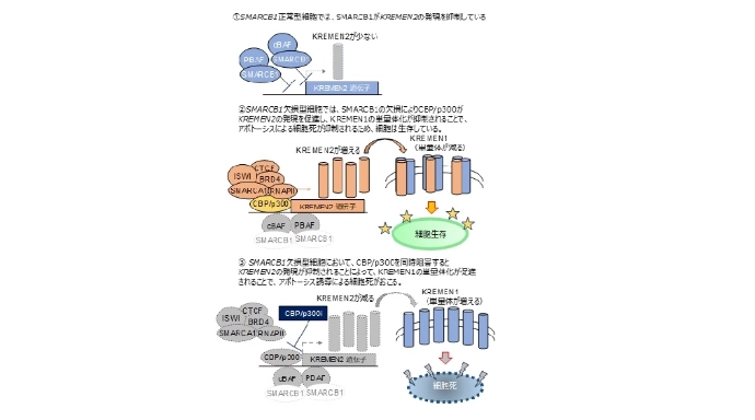 画像: 画像はリリースより