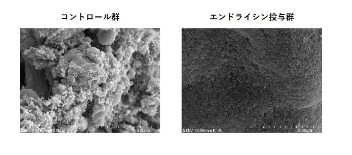 画像: 画像はリリースより