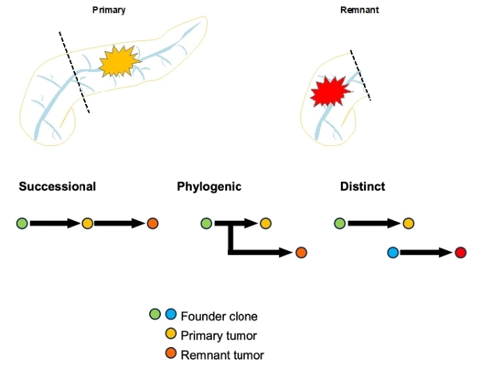 画像: 画像はリリースより