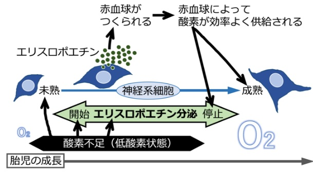 画像: 画像はリリースより